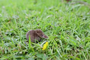 Shrew: 80200657 Pygmy Shrew Cornwall, UK Sorex minutus