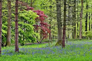 Herefordshire: 80200658 Queenswood Country Park - Bluebells in