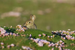 Oryctolagus: 80200659 Rabbit - in Thrift Orkney, UK Oryctolagus