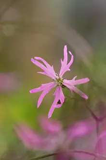 Ragged: 80200660 Ragged Robin Flower Cornwall, UK Lychnis
