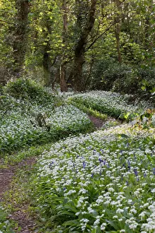 Ramsons: 80200661 Ramsons - woodland in Spring Cornwall