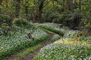 Ramsons: 80200662 Ramsons - woodland in Spring Cornwall