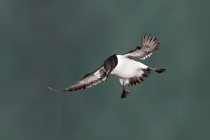 Razorbill: 80200664 Razorbill - in flight Skomer, Wales, UK