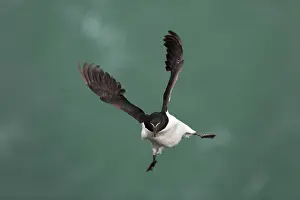 Razorbill: 80200665 Razorbill - in flight Skomer, Wales, UK