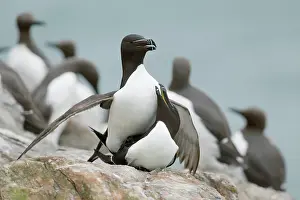 Razorbill: 80200666 Razorbill - pair mating Skomer, Wales