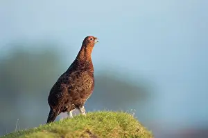 Moors: 80200668 Red Grouse North Yorkshire Moors, UK Lagopus