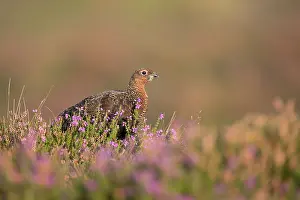 Scotica: 80200669 Red Grouse UK Lagopus lagopus scotica David