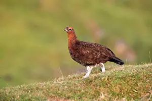 Moors: 80200670 Red Grouse North Yorkshire Moors, UK Lagopus