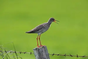 Orkney: 80200673 Redshank - calling from fence post Orkney