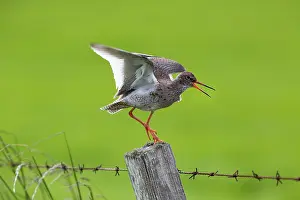 Orkney: 80200674 Redshank - calling from fence post Orkney