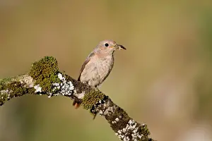 Carry: 80200675 Redstart - female with insect prey Devon