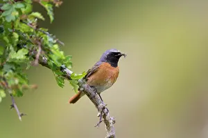 Carry: 80200676 Redstart - male with insect prey Devon