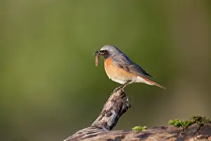 Carry: 80200677 Redstart - male with insect prey Devon