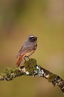 Carry: 80200678 Redstart - male with insect prey Devon