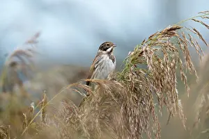 Emberiza: 80200679 Reed Bunting - on reed Cornwall, UK Emberiza