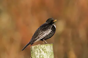 Ouzel: 80200680 Ring Ouzel - male Cornwall, UK Turdus torquatus