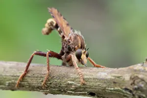 Chapman: 80200681 Robber Fly Cornwall, UK David Chapman All