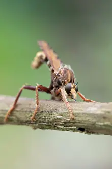 Chapman: 80200682 Robber Fly Cornwall, UK David Chapman All