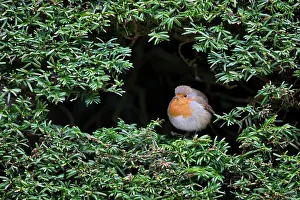 Redbreast: 80200683 Robin Scotland, UK Erithacus rubecula David