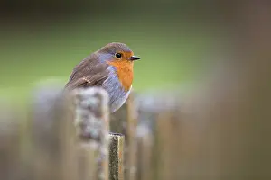 Redbreast: 80200684 Robin Scotland, UK Erithacus rubecula David