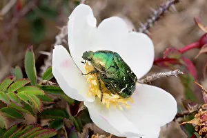 Anglesey: 80200686 Rose Chafer Beetle - on Rose Anglesey