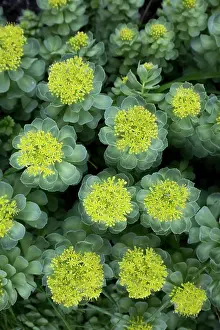 Rosea: 80200687 Roseroot Flower Scotland, UK Rhodiola rosea