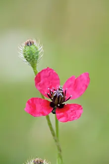Rough: 80200688 Rough Poppy Flower Cornwall, UK Papaver