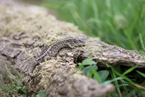 Lacerta: 80200691 Sand Lizard - female Hampshire, UK Lacerta