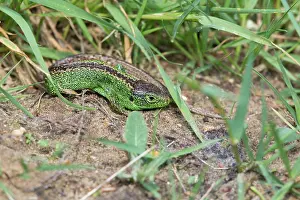Lacerta: 80200692 Sand Lizard - male Hampshire, UK Lacerta