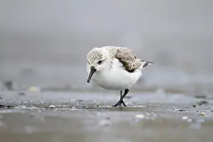 Sanderling: 80200695 Sanderling Cornwall, UK Calidris alba David