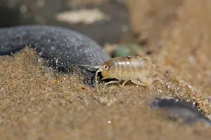 Anglesey: 80200696 Sandhopper - on beach Anglesey, UK Talitrus