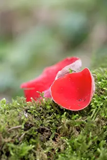 Toadstool: 80200697 Scarlet Elf Cup Fungus Cornwall, UK Sarcoscypha