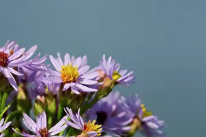 Aster: 80200698 Sea Aster Flowers Cornwall, UK Tripolium
