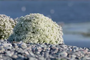 Anglesey: 80200699 Sea Kale Cemlyn Bay, Anglesey, UK Crambe