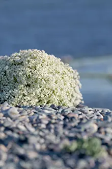 Anglesey: 80200700 Sea Kale Cemlyn Bay, Anglesey, UK Crambe