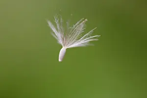 Blown: 80200702 Seed - dispersed in wind UK David Chapman