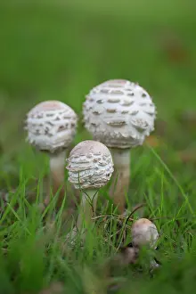 Toadstool: 80200704 Shaggy Parasol Mushroom Cornwall, UK Chlorophyllum