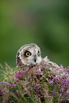 Flammeus: 80200705 Short Eared Owl Wales, UK Asio flammeus