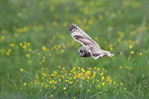 Orkney: 80200706 Short Eared Owl - in flight Orkney, UK