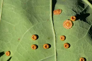Neuroterus: 80200707 Silk Button Gall - Spangle Gall (Neuroterus