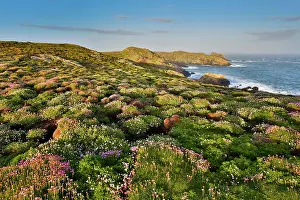 Campion: 80200708 Sea Campion and Thrift Skomer, Wales