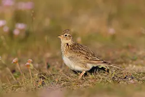 Anglesey: 80200711 Skylark Anglesey, UK Alauda arvensis David