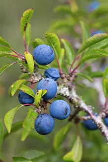 Blackthorn: 80200712 Blackthorn Sloe Berries Cornwall, UK Prunus