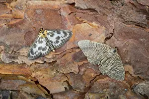Scallop: 80200713 Small Magpie Moth - and Scallop Shell Moth