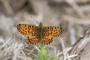 Pearl: 80200714 Small Pearl Bordered Fritillary Butterfly