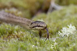 Smooth: 80200718 Smooth Snake - with tongue out Hampshire