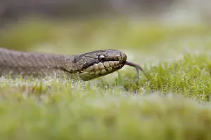 Smooth: 80200719 Smooth Snake - with tongue out Hampshire