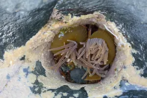 Tentacles: 80200720 Snakelocks Anemone - in rock pool Cornwall