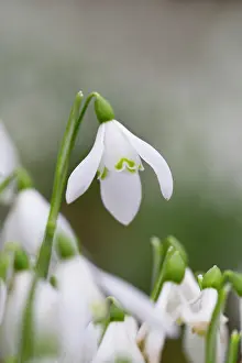 Chapman: 80200721 Snowdrop Cornwall, UK David Chapman All