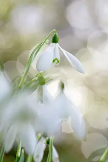 Snowdrops: 80200722 Snowdrop Cornwall, UK David Chapman All